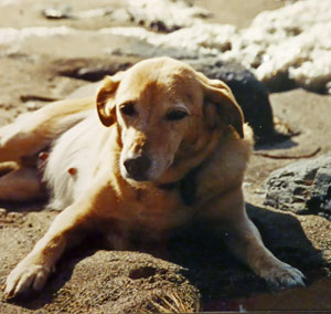 Bonzo Judith's labrador dog